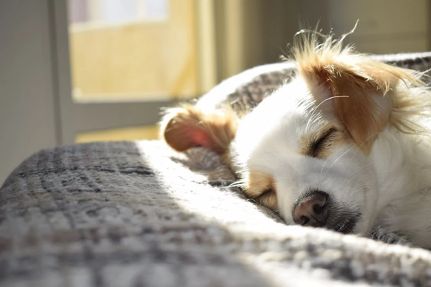 Transition Dog from Crate to Bed at Night: Effective Sleep Solutions