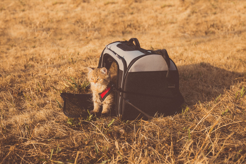 Buying Guide: How to Choose the Best Cat Carrier for Your Pet