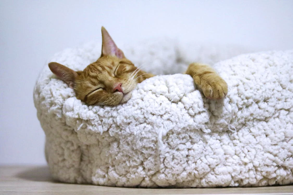 How To Train Your Cat To Sleep In its Own Bed