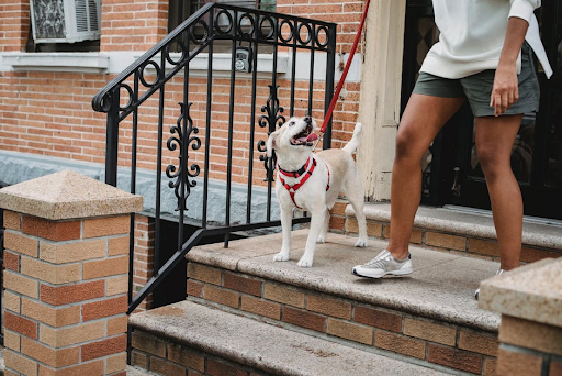 Dog Walking Tips: How to Walk Your Dog