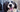 How to clean a dog's teeth
