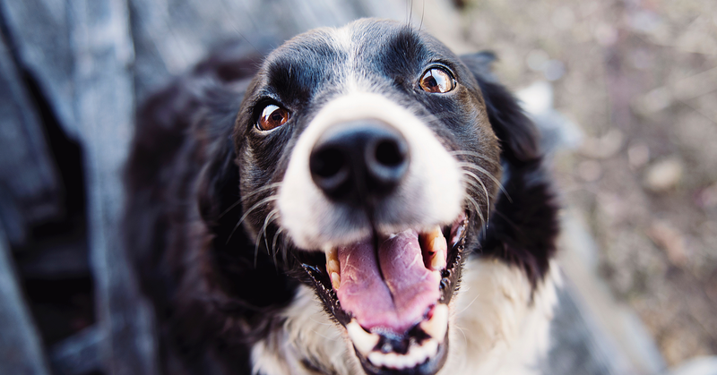 How to clean a dog's teeth