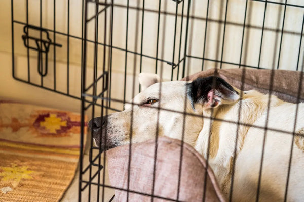 How To Kennel Train A Dog
