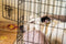 How To Kennel Train A Dog