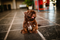 How to Puppy Proof your House to Avoid Accidents
