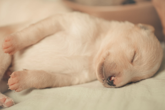 How To Get a Puppy To Sleep Through The Night