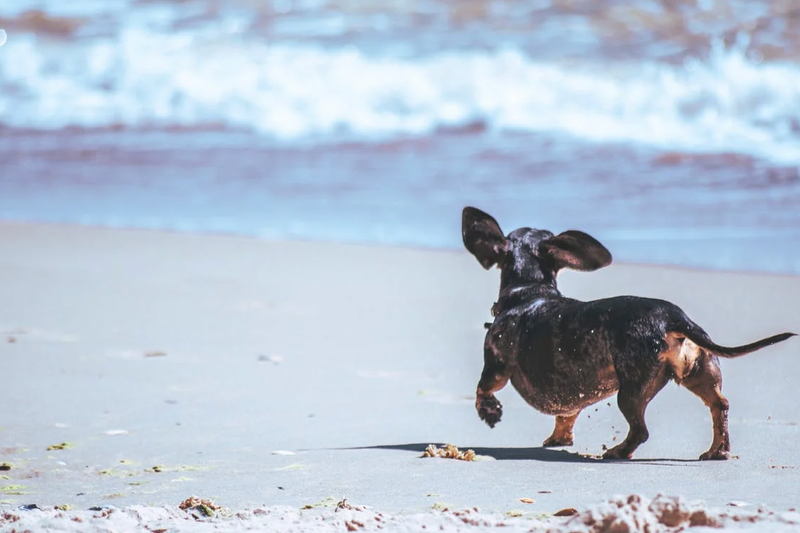 13 Fun Summer Activities to do with your Dog