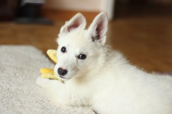 New Puppy Checklist - Top 15 Things You Need to Buy