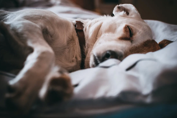 How Many Hours Do Dogs Sleep?
