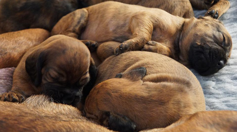 How Many Litters Can a Dog Have?