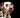 Why do dogs lick you?