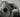 What Do Dogs See?