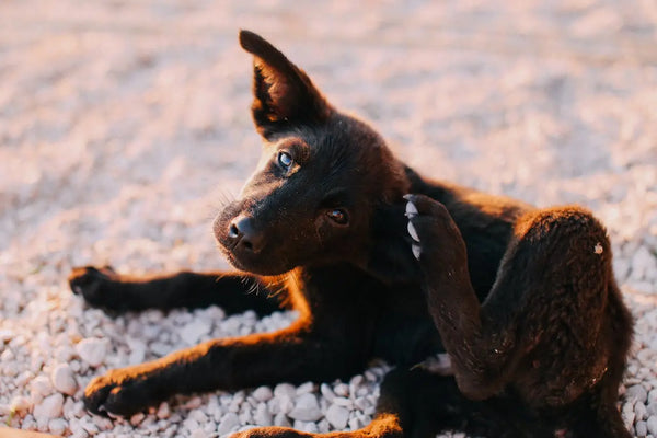 What Does A Tick Look Like On A Dog?