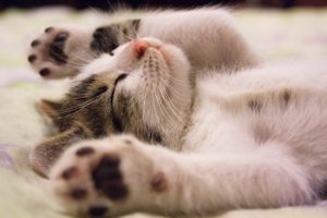 Why do cats purr?