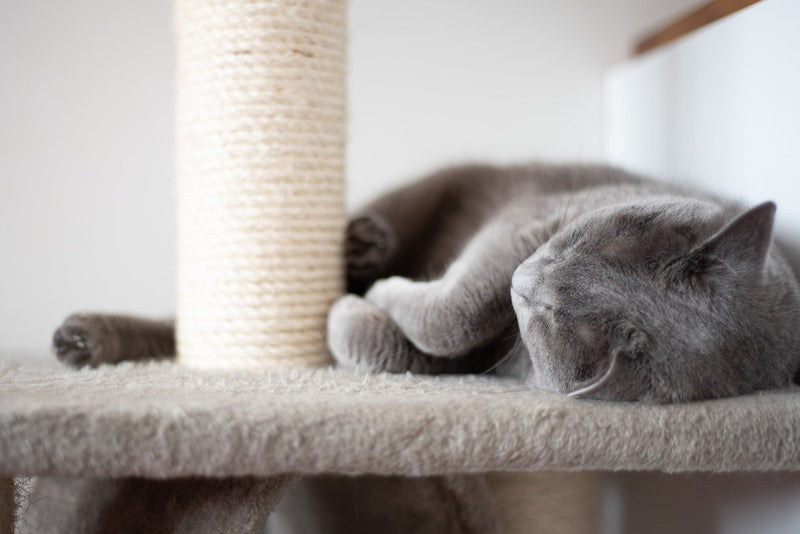 How to stop cats from scratching furniture and carpets