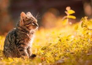 Why do cats eat grass?