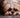 How To Make A Constipated Dog Poop Quickly