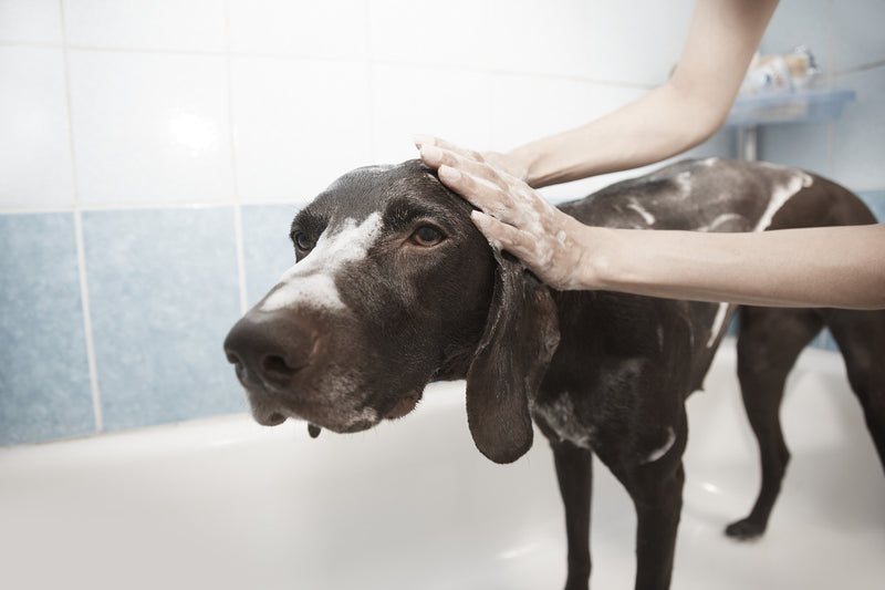 How to groom a dog