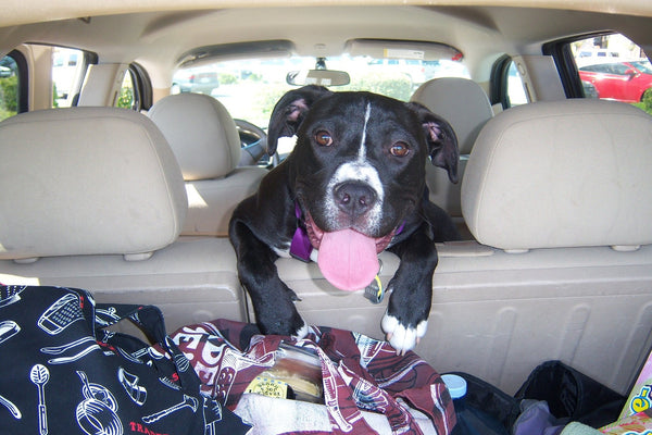 Dog safety when travelling in the car boot