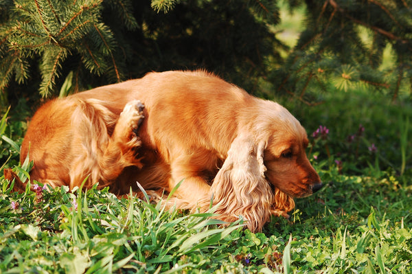 Six reasons why your dog could be scratching