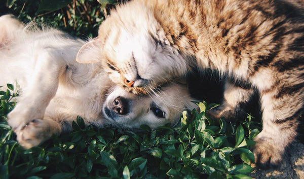 How To Introduce A Dog To A Cat