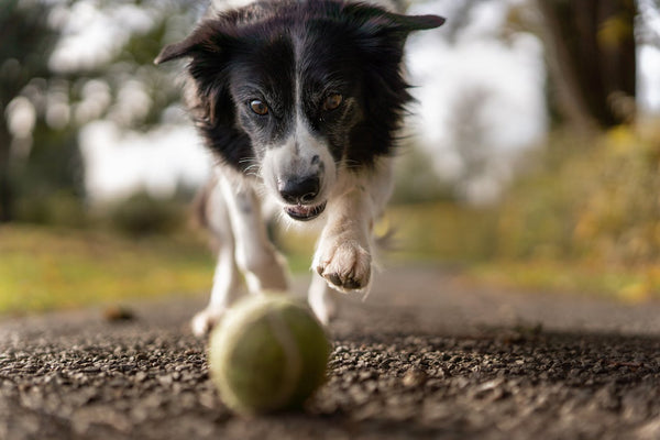 Dog Mental Stimulation Toys DIY