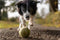 Dog Mental Stimulation Toys DIY