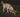 Why Do Dogs Eat Poop?