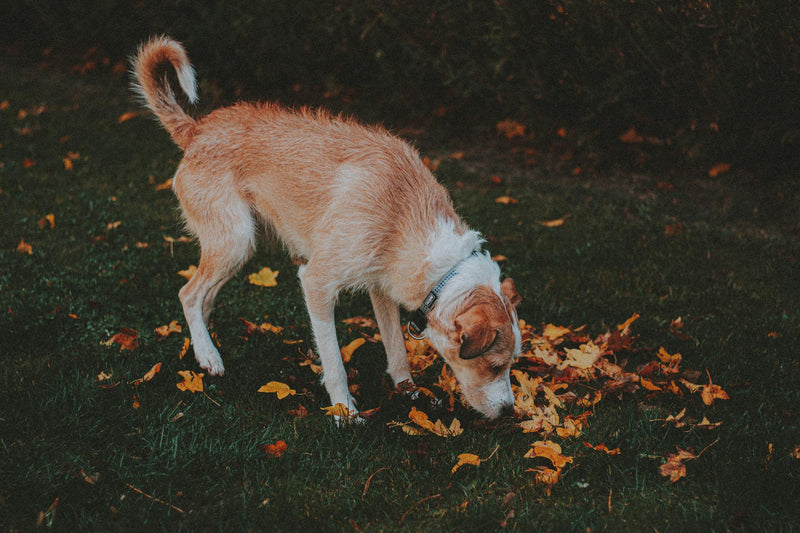 Why Do Dogs Eat Poop?