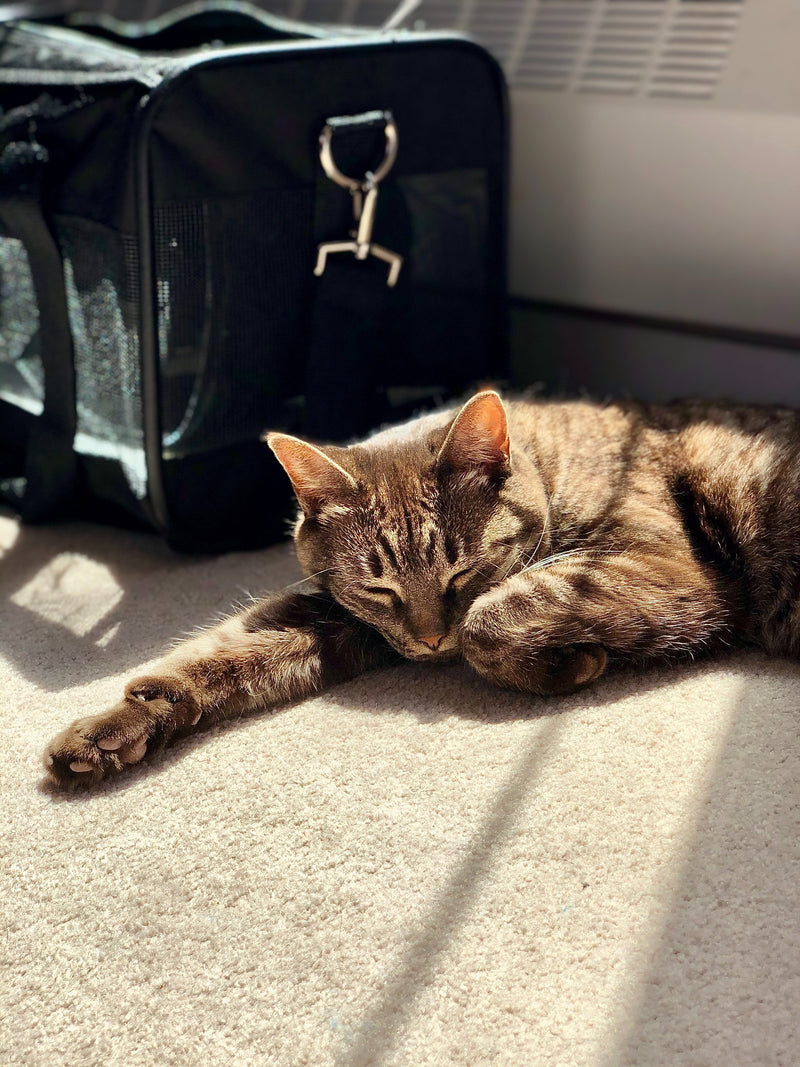How To Train Your Cat To Use A Cat Carrier