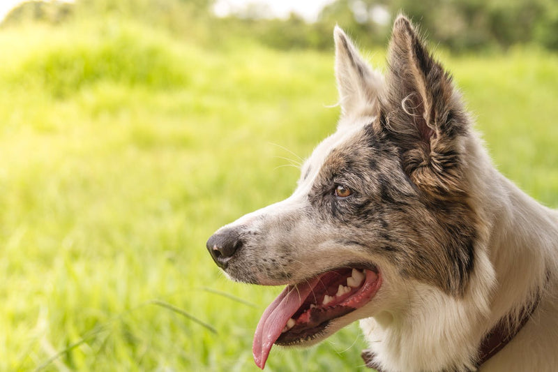 Why Do Dogs Pant?