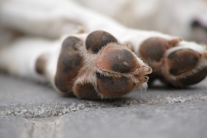 Why Do Dogs Chew Their Paws?