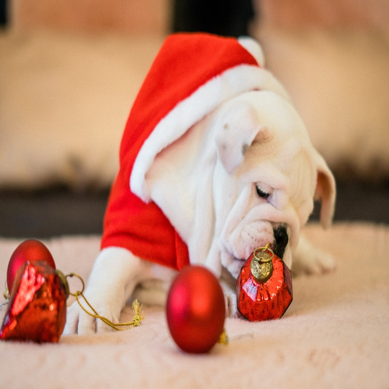 Fantastic Christmas Present Ideas For Your Dog