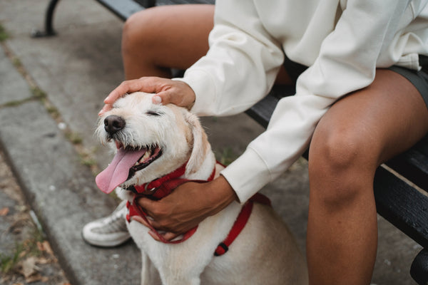 Choosing the Right Dog Harness