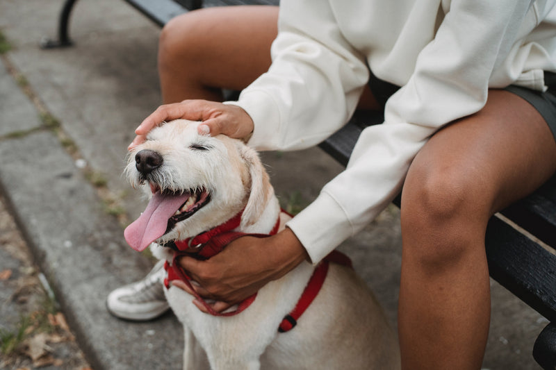 Choosing the Right Dog Harness