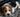 How to stop a puppy from biting