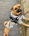 Dog Body Harness - Bunty Yukon Harness