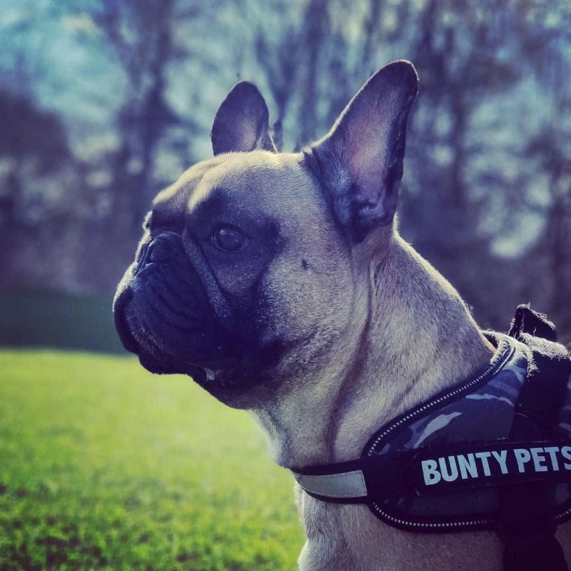 Dog Body Harness - Bunty Yukon Harness