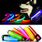Light Up Dog Collar - LED - Bunty
