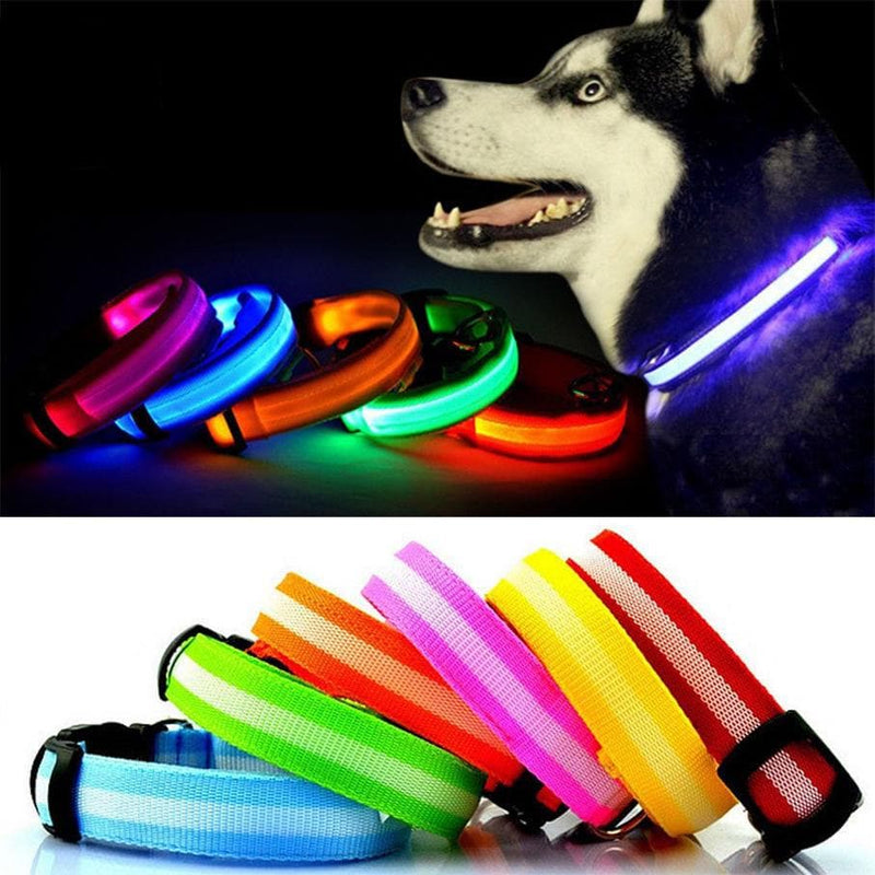 LED Dog Collar - Bunty
