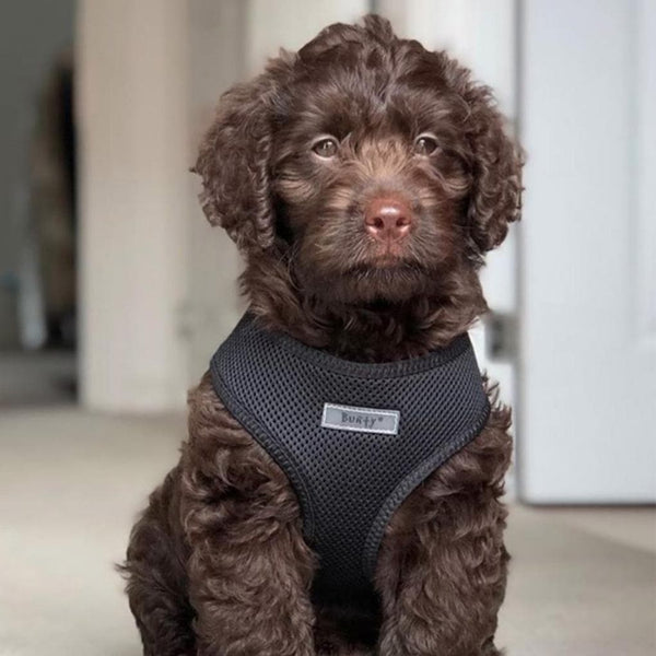 Bunty adventure harness online